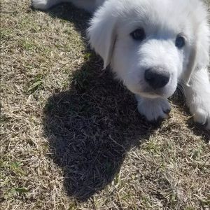 Meet your Posher, Luis